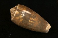 藏品(細線芋螺)的圖片
